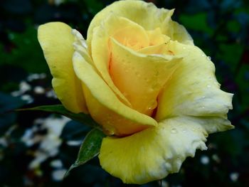 Close-up of yellow rose