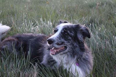 Black dog looking away on field