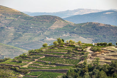 High angle view of vineyard against sky