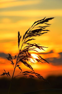 Close-up of silhouette plant against orange sky