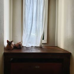 Cat resting on window at home