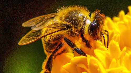 Close-up of bee on yellow flower