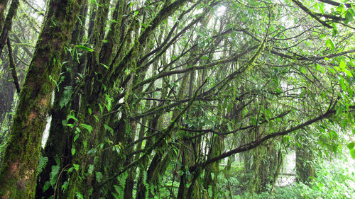 Trees growing in forest