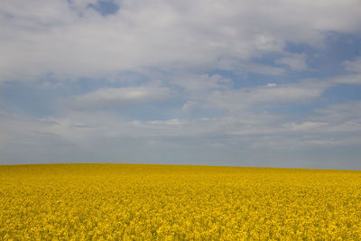 Scenic view of oilseed rape field against cloudy sky