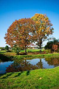 Tree by lake against clear sky during autumn