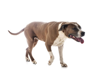 Portrait of dog looking away against white background