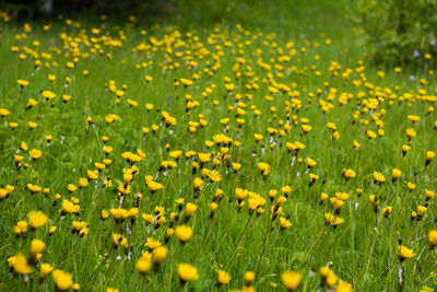 Full frame shot of yellow flowering plants on field