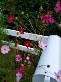 Close-up of pink daisies blooming outdoors