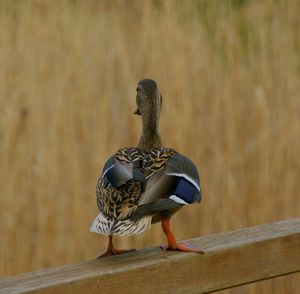 Close-up of a duck drake sitting on a railing of a bridge