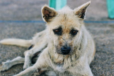 Close-up portrait of dog