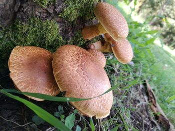 Close-up of mushrooms growing on tree