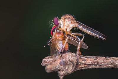 Close-up of mosquito mating on plant