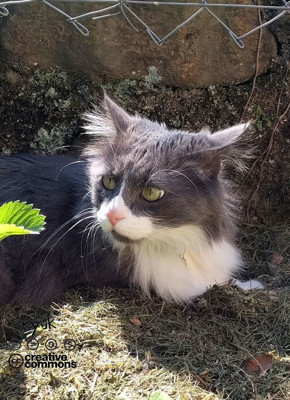 domestic cat, domestic animals, animal themes, pets, feline, mammal, one animal, cat, whisker, no people, day, portrait, outdoors, close-up