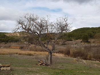 Bare tree on field against sky