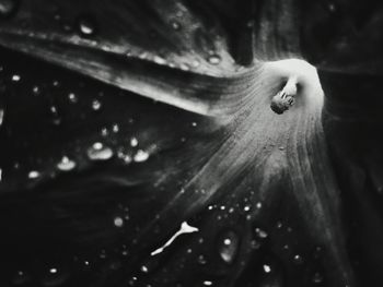 Close-up of water drop on leaf