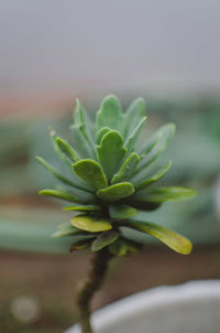 Close-up of plant