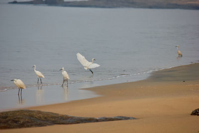 Seagulls on beach