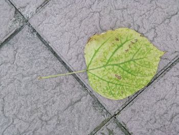 High angle view of green leaf on footpath