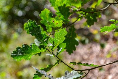 Close-up of fresh green leaves on plant