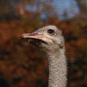 Close-up of a ostrich looking away