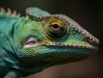 Close-up of lizard