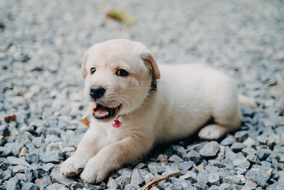 Portrait of dog lying down