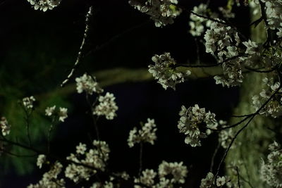 Close-up of cherry blossom tree