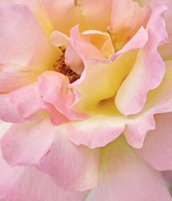 CLOSE-UP OF PINK ROSES