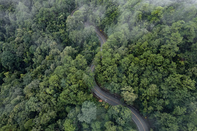 High angle view of trees in forest