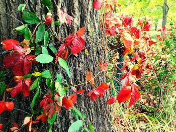 Close-up of red flowers growing on field