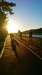 Sun shining through trees