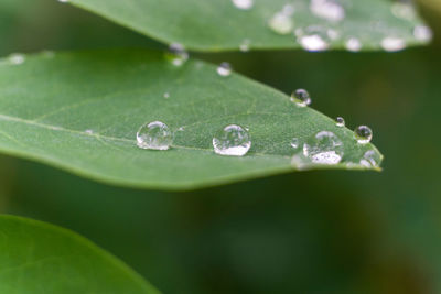 Close-up of raindrops on green leaves