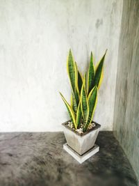 Close-up of potted plant on table against wall