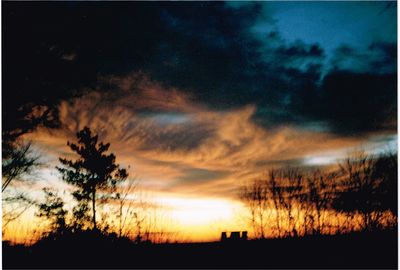 Silhouette of trees at sunset