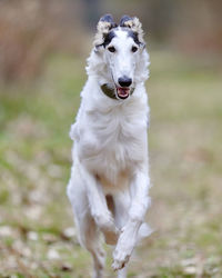 Close-up of dog running on field