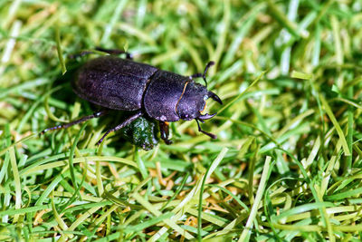 High angle view of insect on grass