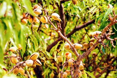 Close-up of fruit growing on tree