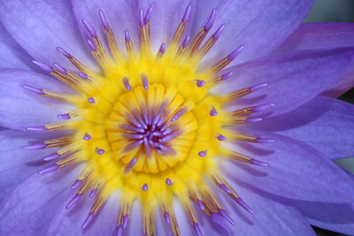 Close-up of purple flower