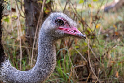 Close-up portrait of a bird