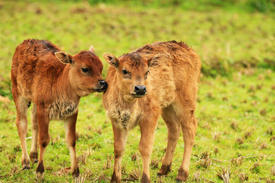 Two calves playing in the field