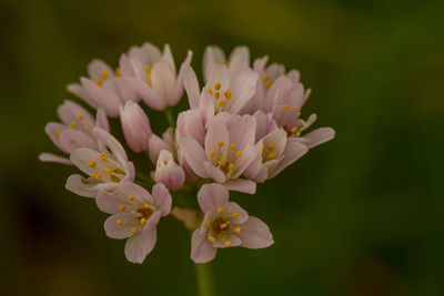Close-up of flowering plant