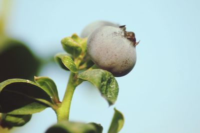 Close-up of fruit growing on plant