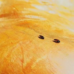 Close-up of ladybug on leaf