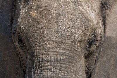 Portrait of african elephant