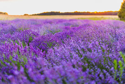 Purple flowering plants on field