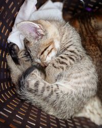 Close-up of cat sleeping