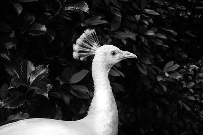 Close-up of peacock