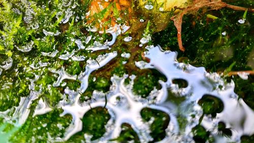 Full frame shot of plants during winter