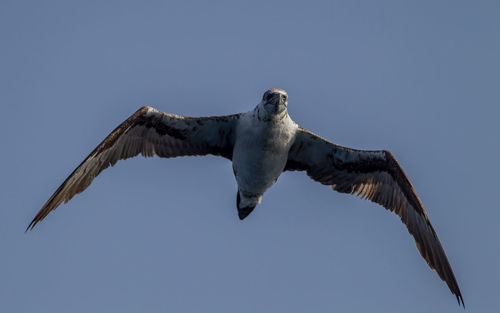 Low angle view of eagle flying against clear blue sky