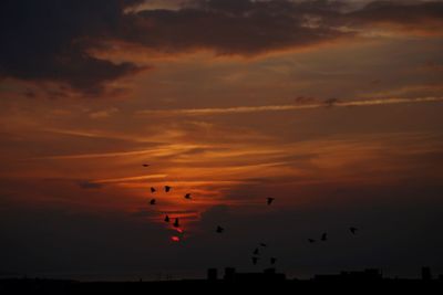 Silhouette birds flying in sky during sunset